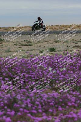 media/Jan-14-2023-SoCal Trackdays (Sat) [[497694156f]]/Turn 14 Exit Bloomig (145pm)/